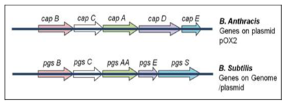 Fig. 2: The genetic organization for pga biosynthesis in B. anthracis, B. subtilis, and B. licheniformis [1]