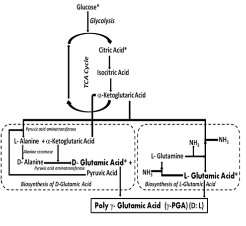 Fig.2: Flowchart showing the salvage pathway for γ-PGA synthesis [10]