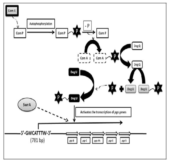 Fig. 3: Schematic representation and the roles of the two-component signalling system in pgsB transcription. “P” indicates phosphoryl group [1]